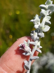 Amphithalea phylicoides