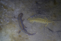 Triturus karelinii