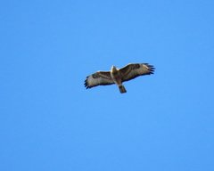 Buteo buteo
