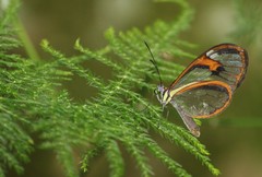 Ithomia agnosia zikani