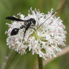 Zethus spinipes variegatus