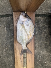 Archosargus rhomboidalis