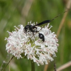 Zethus spinipes variegatus