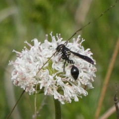 Zethus spinipes variegatus