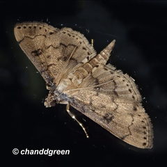 Nacoleia charesalis