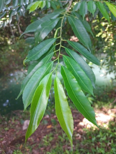 Pleradenophora tuerckheimiana, 2021-09-02