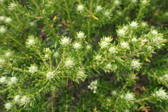 Phylica axillaris