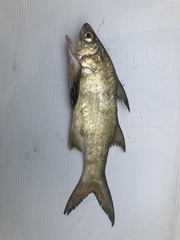 Polydactylus