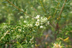 Phylica axillaris