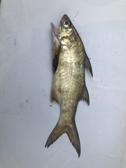 Polydactylus