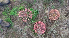 Brunsvigia bosmaniae