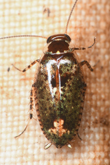 Plectoptera