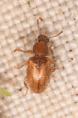Paratenetus