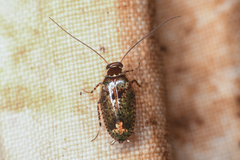 Plectoptera