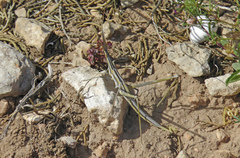 Truxalis nasuta