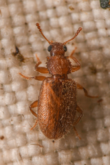 Paratenetus