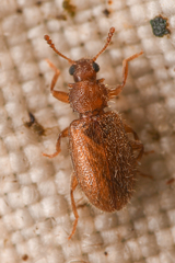 Paratenetus