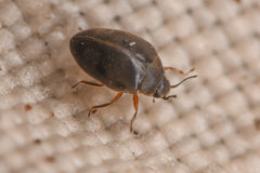 Limnichidae