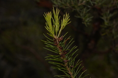 Persoonia acerosa