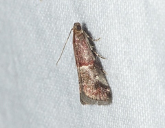 Acrobasis marmorea