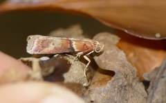 Acrobasis repandana