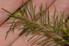 Persoonia acerosa