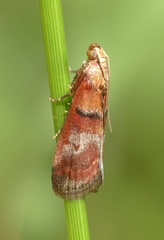 Acrobasis repandana