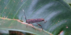 Thranius bimaculatus