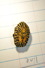 Gymnetis stellata