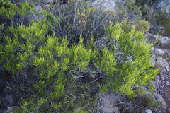 Dodonaea viscosa angustifolia