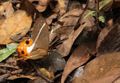 Pierella nereis