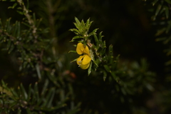 Phyllota squarrosa