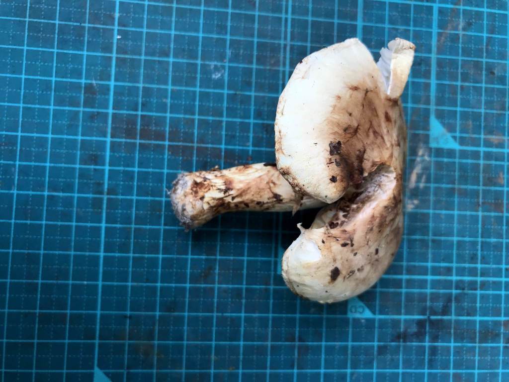 Tricholoma bakamatsutake · October 2017 · photo: © atsushi_nakajima_cirque (iNaturalist, cc-by)