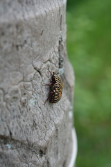 Gymnetis stellata