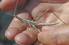 Truxalis nasuta