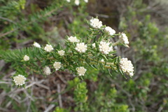 Phylica axillaris