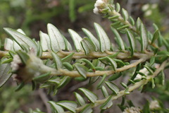 Phylica axillaris