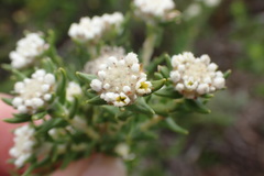 Phylica axillaris