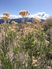 Chrysothamnus viscidiflorus viscidiflorus