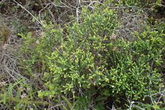 Agathosma apiculata