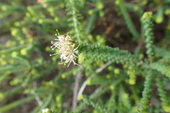Agathosma apiculata