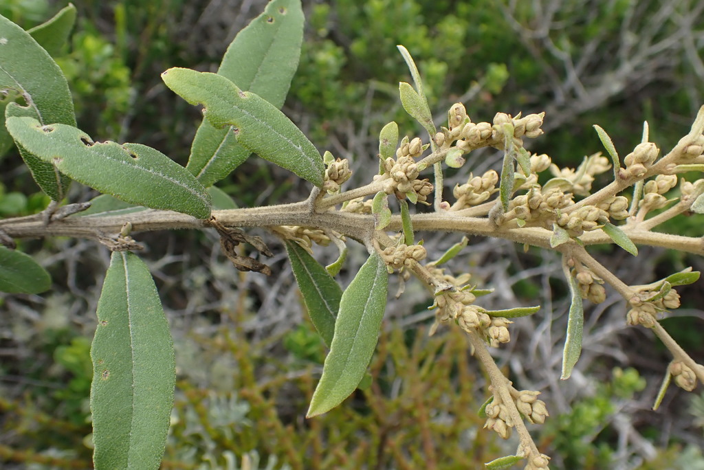 Coastal Camphorbush