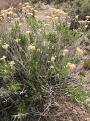 Chrysothamnus viscidiflorus viscidiflorus