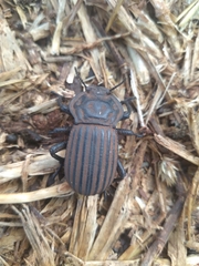 Anomalipus nemoralis