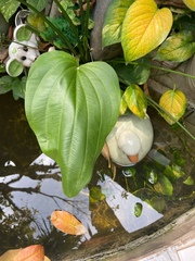Echinodorus