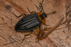 Oxelytrum discicolle