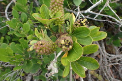Cussonia thyrsiflora