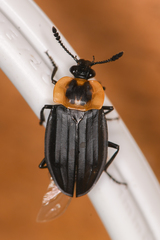 Oxelytrum discicolle