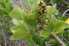 Cussonia thyrsiflora