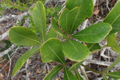 Cussonia thyrsiflora